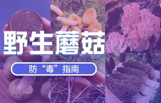 野生蘑菇，防毒指南